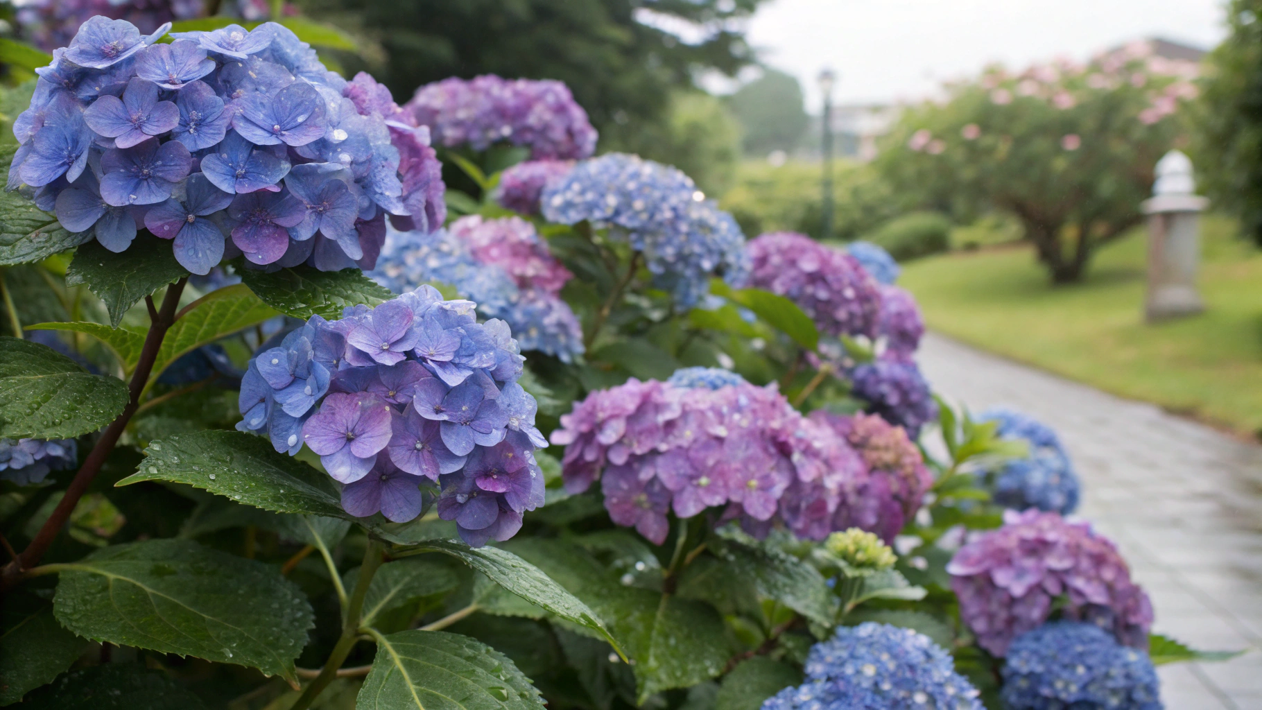 Lush blue hydrangea garden in natural daylight with soft midcentury warmth